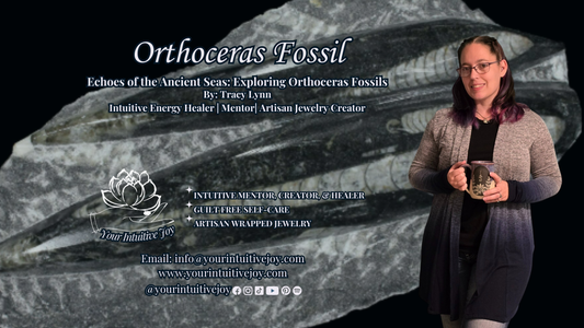 Echos of the Ancient Seas: Exploring Orthoceras Fossils